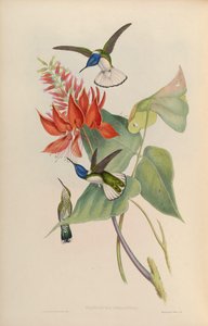 Florisuga mellivora de John Gould